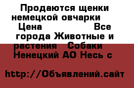 Продаются щенки немецкой овчарки!!! › Цена ­ 6000-8000 - Все города Животные и растения » Собаки   . Ненецкий АО,Несь с.